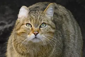 Forest cat Wildcat (Felis silvestris)