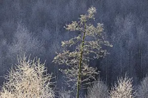 Forest clearing, alder (Alnus) and birch (Betula) with hoarfrost
