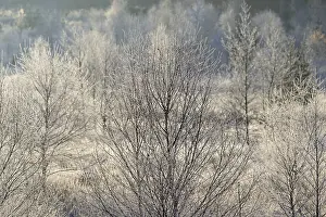 Forest clearing, spruce (Picea abies)