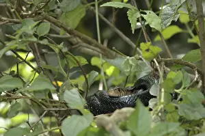 Forest cobra (Naja melanoleuca)
