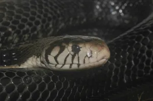 Forest cobra (Naja melanoleuca)