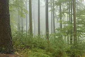Forest, coniferous forest, fog