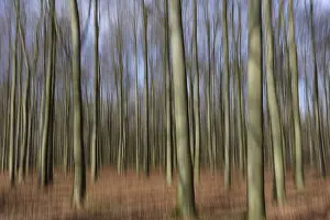 Forest with copper beech (Fagus silvatica)