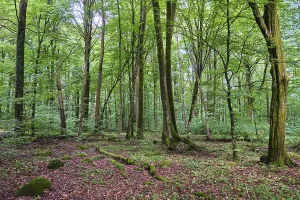 Forest with copper beeches, Soderasen