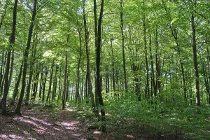Forest with copper beeches, Soderasen