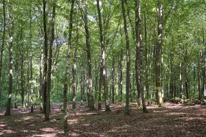 Forest with copper beeches, Soderasen