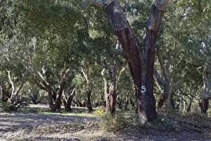 Forest with cork oaks (Quercus suber L)