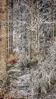 A forest covered with ice shows a variety of winter textures