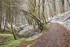 Forest covered in snow, trunks of fir trees