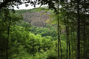 Forest damage in the Sauerland region has caused about 40 % of the spruce stand