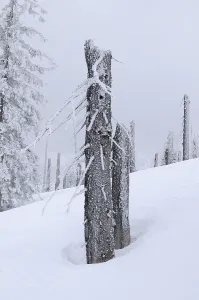 Forest damaged by bark beetles and a storm