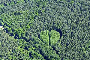 Forest, deciduous forest, coniferous forest