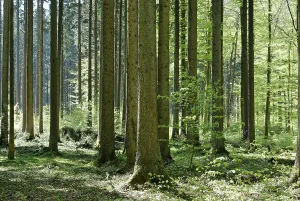 Forest deciduous forest in spring