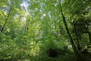 Forest, Deciduous forest, Sun, Summer