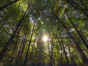 Forest with deciduous trees against the light