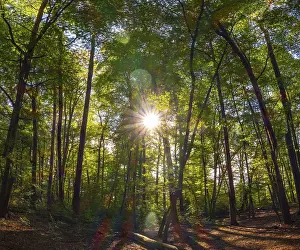 Forest with deciduous trees against the light