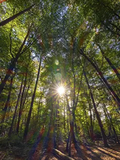 Forest with deciduous trees against the light