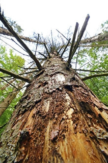 Forest dieback due to bark beetles and drought