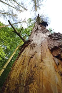 Forest dieback due to bark beetles and drought