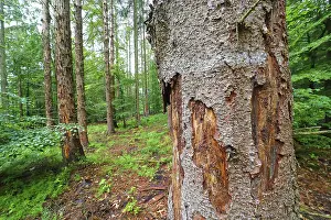 Forest dieback due to bark beetles and drought