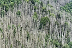 Forest dieback, dead spruce (Picea)