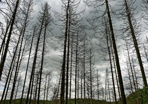 Forest dieback, dead spruce (Picea)
