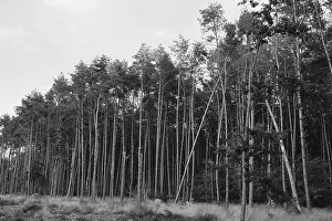 Forest dieback, dead spruce (Picea)