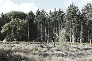 Forest dieback, dead spruce (Picea)
