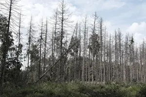 Forest dieback, dead spruce (Picea)