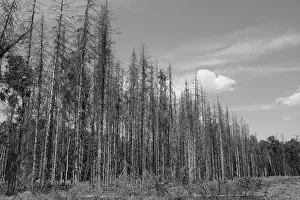 Forest dieback, dead spruce (Picea)