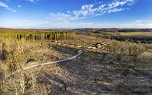 Forest dieback due to drought and bark beetles