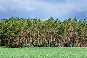 Forest dieback in the German forests