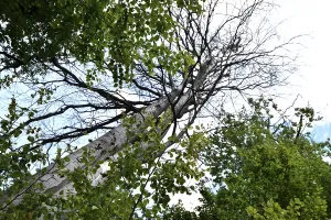 Forest dieback in the Hunsruck-Hochwald National Park with dead beech and healthy deciduous trees