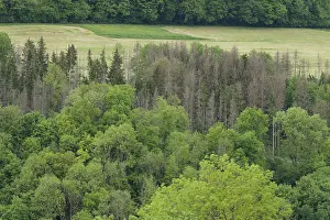 Forest dieback in the Kocher valley near Braunsbach