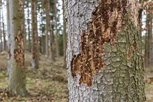 Forest dieback Spruce trunk Bark beetle