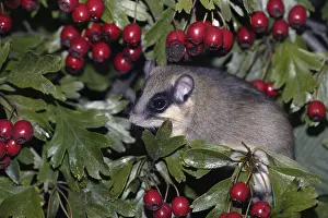 Forest Dormouse (Dryomys nitedula), Germany