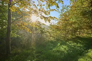Forest edge, deciduous forest, colourful