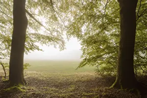 Forest edge with morning mist in autumn