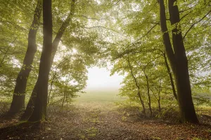 Forest edge with morning mist in autumn