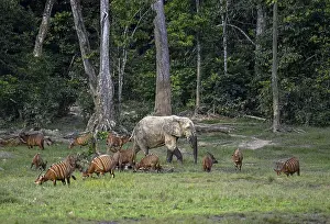 Forest elephant (Loxodonta cyclotis) and bongo antelope (Tragelaphus eurycerus) in the Dzanga Bai forest clearing