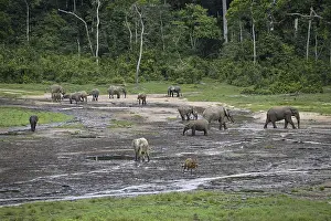 Forest elephants (Loxodonta cyclotis) and bongo antelopes (Tragelaphus eurycerus) in the Dzanga Bai forest clearing