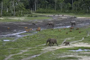 Forest elephants (Loxodonta cyclotis) and bongo antelopes (Tragelaphus eurycerus) in the Dzanga Bai forest clearing