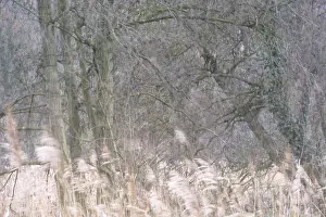 Forest with English oaks (Quercus robur)