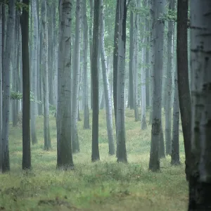 Forest, European beech trees (Fagus sylvatica)