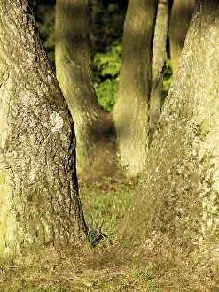 Forest in the evening light, detail