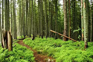 Forest with fallen trees and green plants