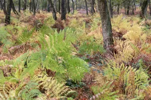 Forest with ferns in autumn, Bottrop