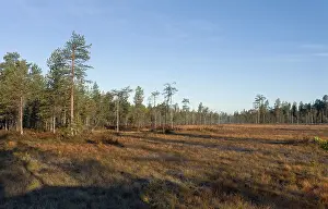 Forest in Finnish Taiga, Kuhmo