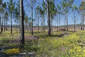 Former forest fire area, near Nazare
