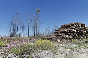 Former forest fire area, near Nazare